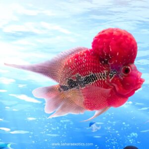 Flowerhorn Fish UAE | Red Kamfa, SRD
