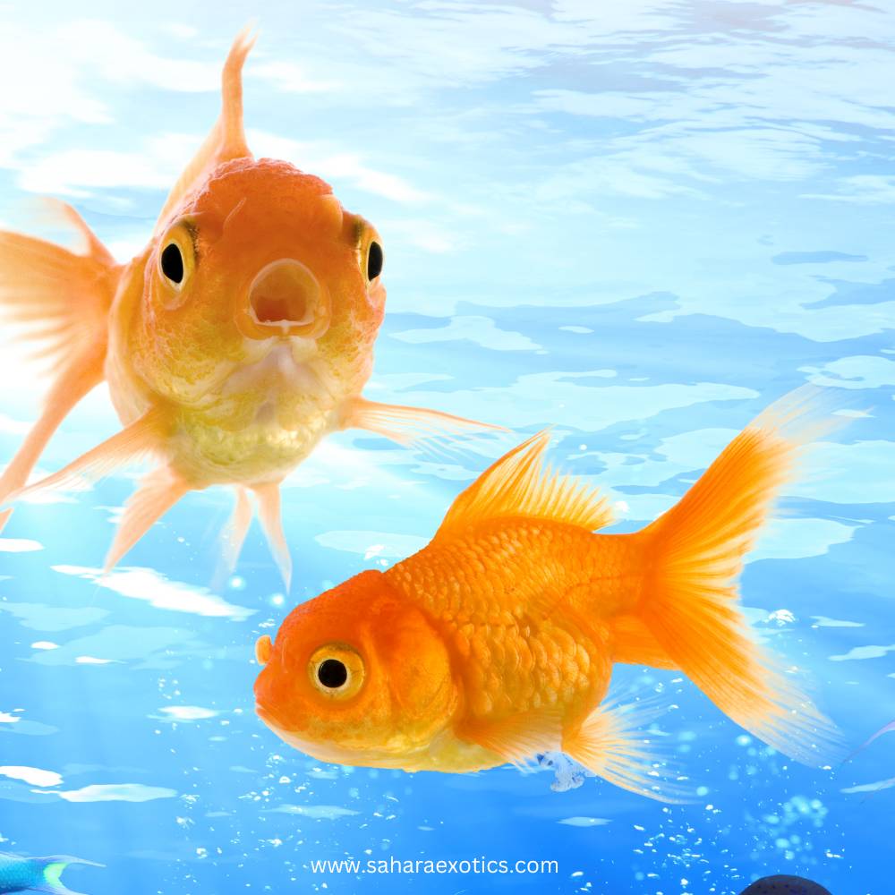 Goldfish for Sale UAE | Oranda, Ranchu, Fantail