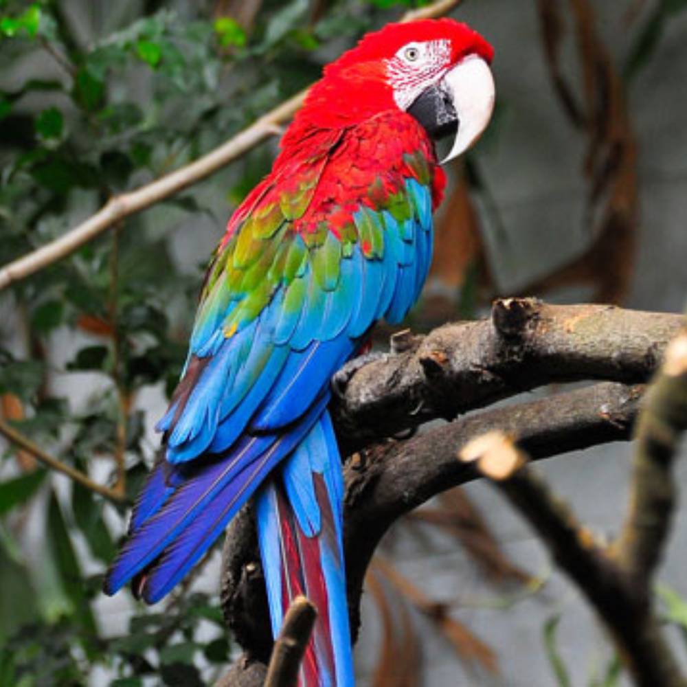 Buy Green Winged Macaw Parrot UAE