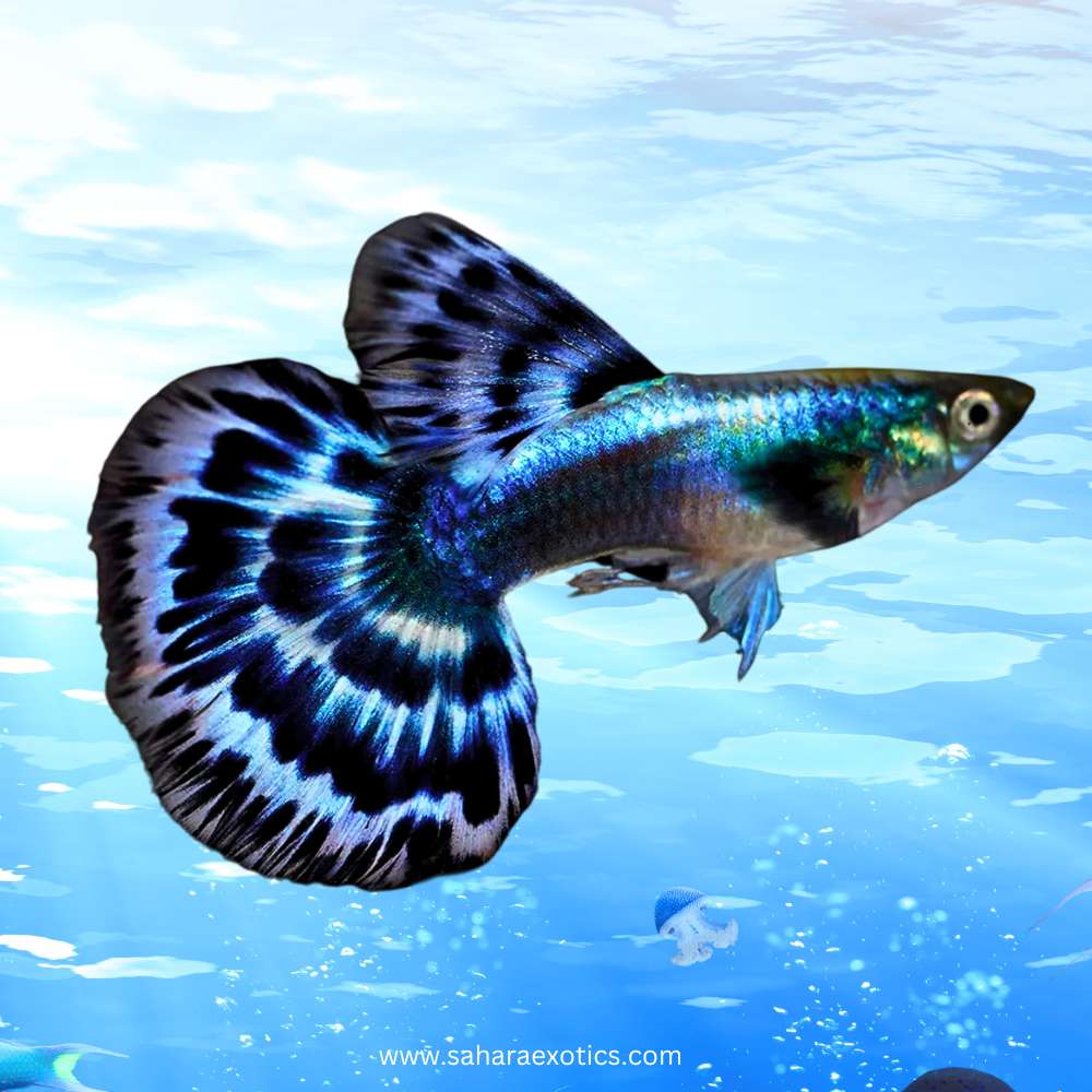 Buy Guppy fish in Dubai UAE