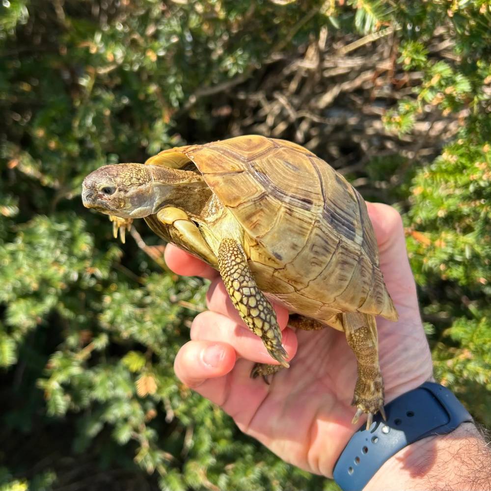 Buy Hermann’s Tortoise in UAE