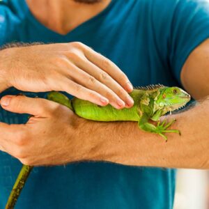 Buy Iguanas in UAE