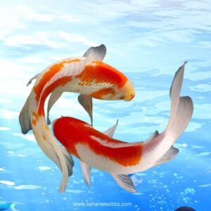 Koi Fish UAE | Fancy Pond Koi for Sale
