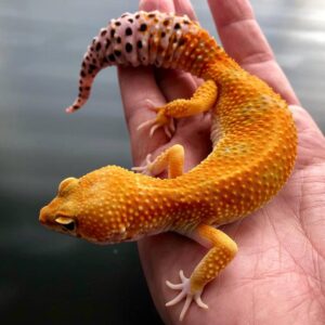 Buy Leopard Geckos in UAE