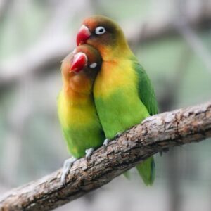 Buy Lovebirds for Sale in UAE