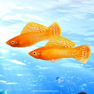 Buy Molly Fish in UAE