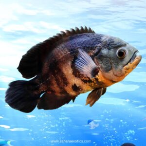 Oscar Fish for Sale UAE