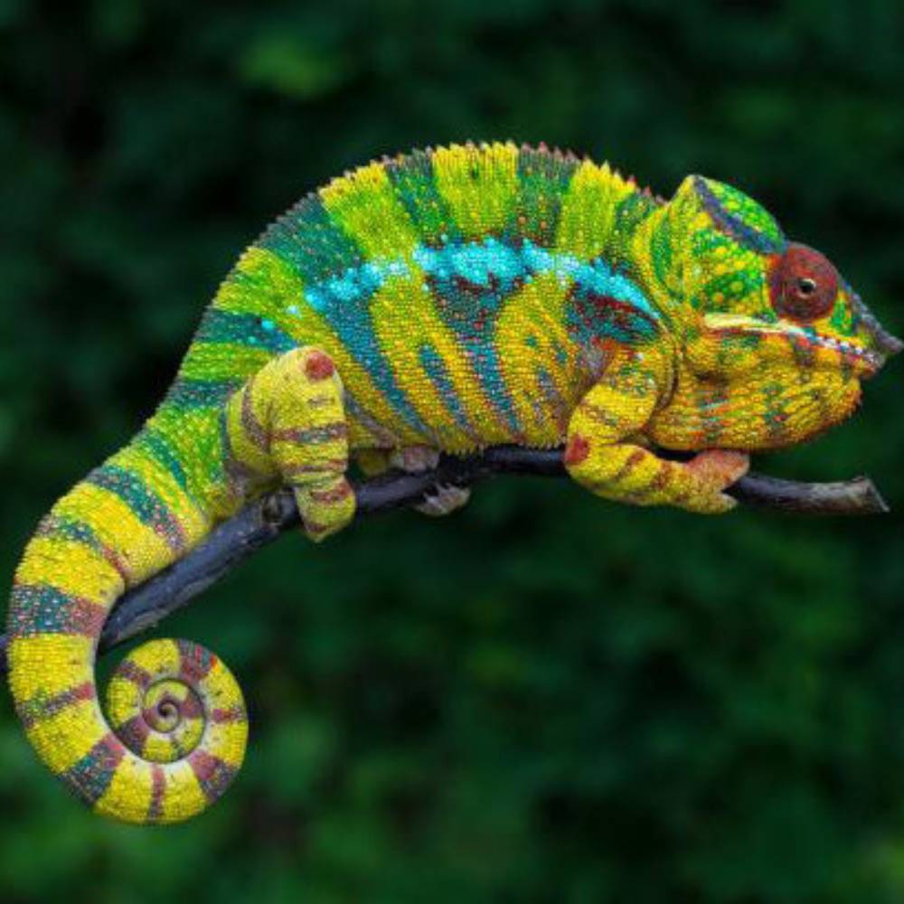Buy Panther Chameleons in UAE