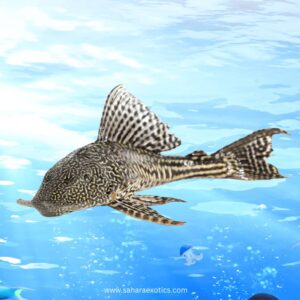 Pleco Fish for Sale UAE | Algae Cleaners
