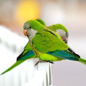 Buy Quaker Parrots in UAE