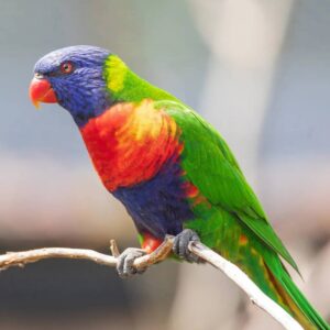 Buy Rainbow Lorikeet in UAE