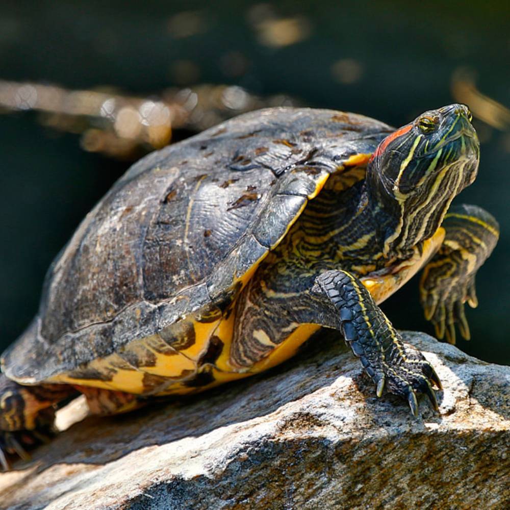 Buy Red Eared Sliders in UAE