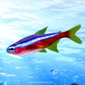 Tetra Fish for Sale UAE | Neon, Cardinal, Glowlight