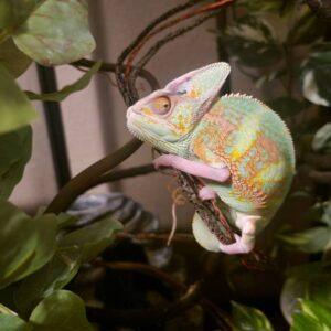Buy Veiled Chameleons in UAE