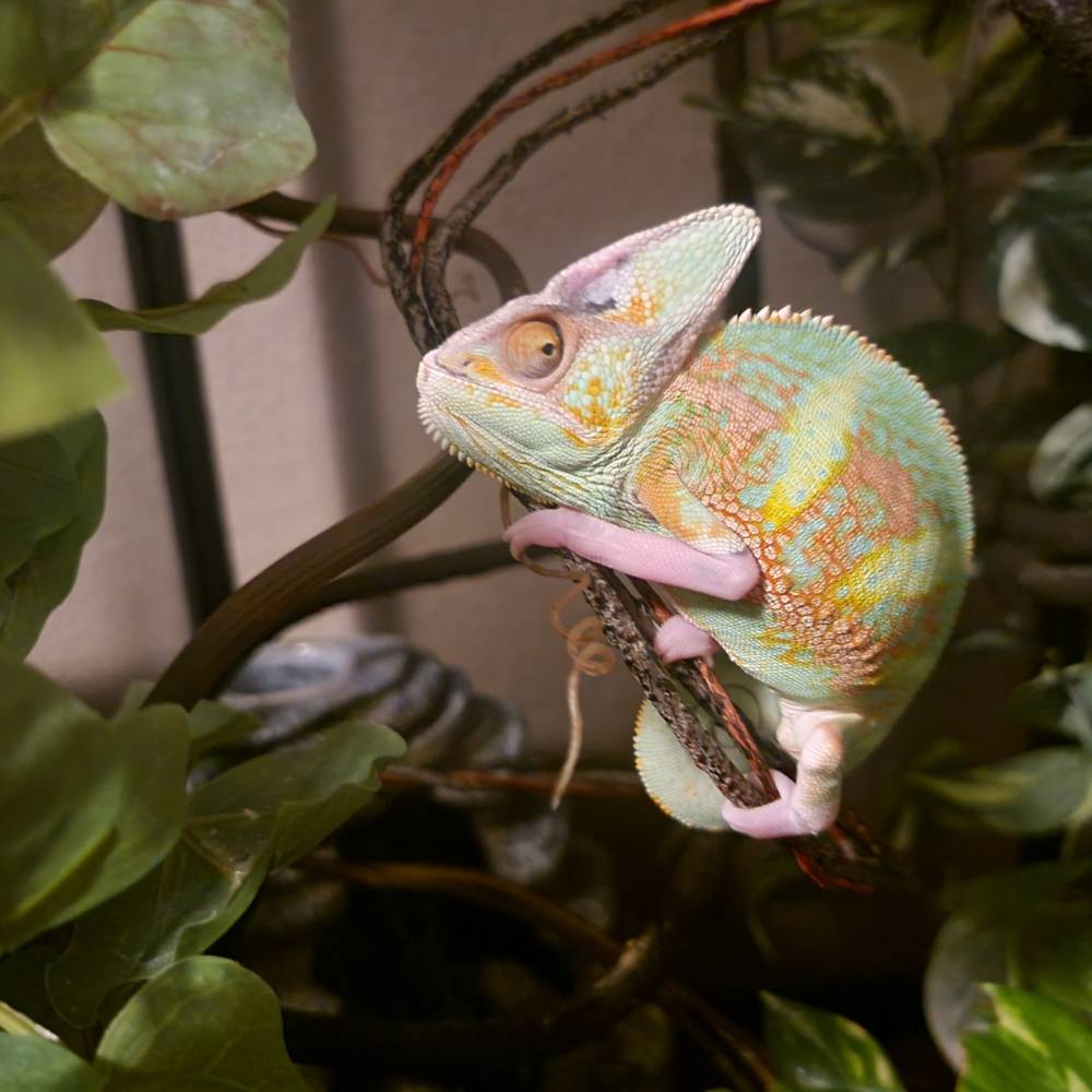 Buy Veiled Chameleons in UAE