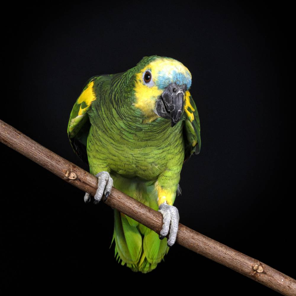 Buy Amazon Parrots in UAE