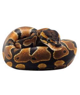 ball python
