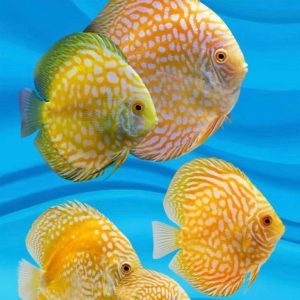 Discus Fish