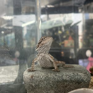 Bearded Dragons