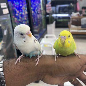 Budgies All colors Assorted