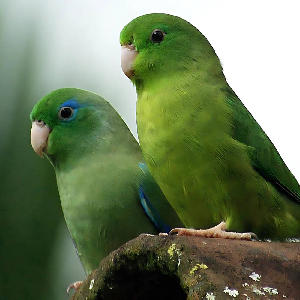 Buy Parrotlets in UAE