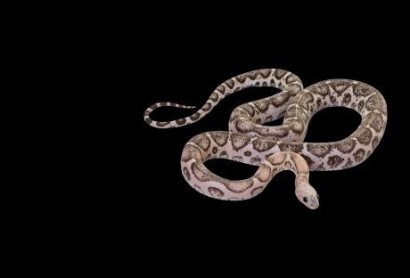 buy python snakes in dubai