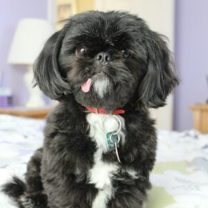 Shihtzhu dog puppy Micro chipped