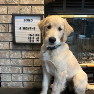 Golden Retriever Dog 4 months Well Trained