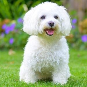 Hawanese Maltese Dog