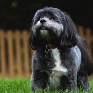 Shih Tzu Dog