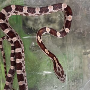 Corn Snake Juveline
