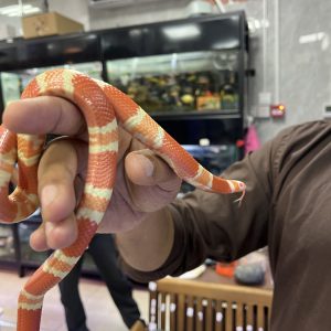 Milk Snake Juveline