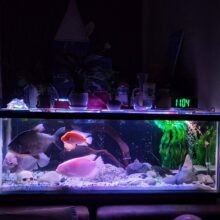 Buy large fish tank in uae