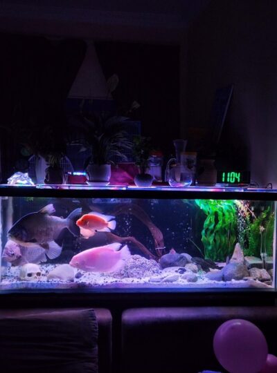 Buy large fish tank in uae