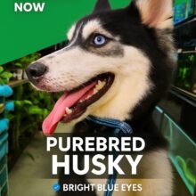 Buy Siberian Husky Dog in Ajman UAE