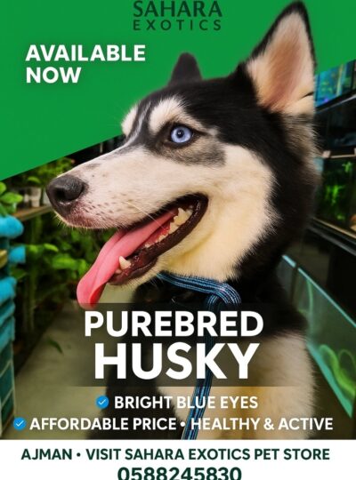 Buy Siberian Husky Dog in Ajman UAE