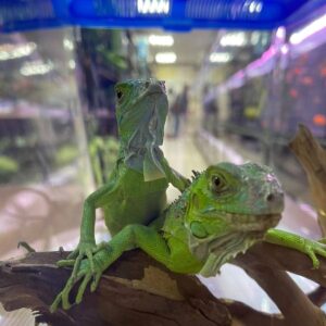 Iguana Green