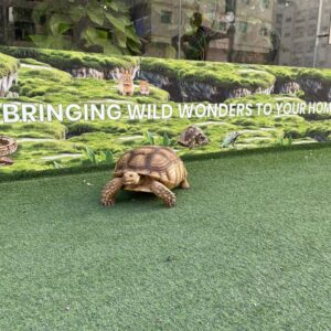 African Tortoise Sulcata Big Size