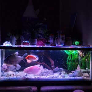 Buy large fish tank in uae