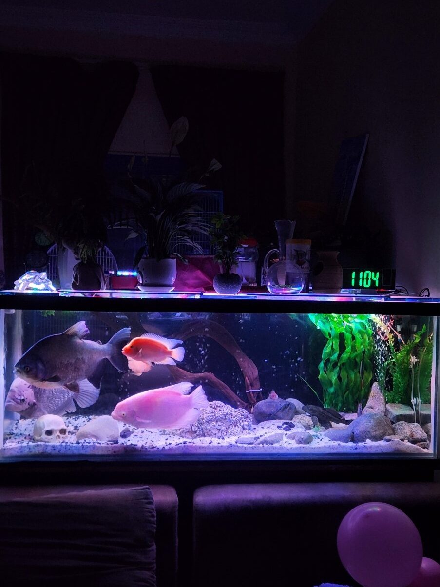 Buy large fish tank in uae