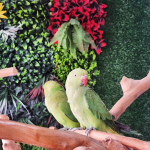 Tamed Indian Ringneck Parrot Chicks