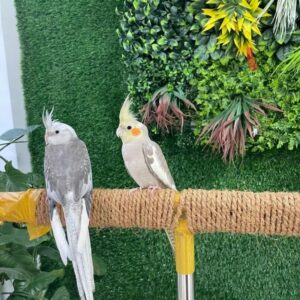 Handtamed baby cockatiel parrots with Delivery Charges