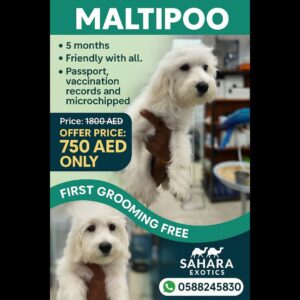 Maltipoo Puppy Dog
