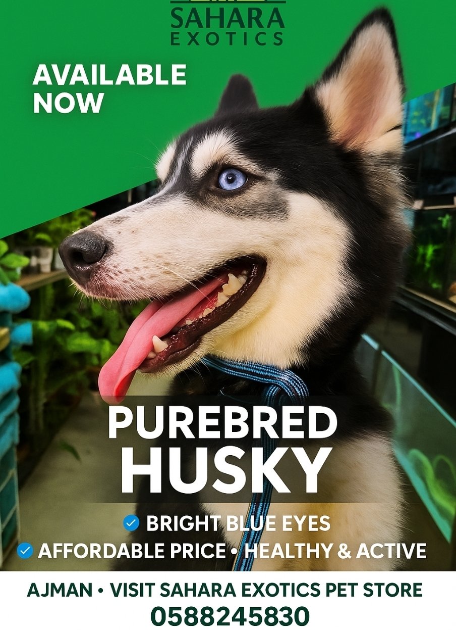 Buy Siberian Husky Dog in Ajman UAE