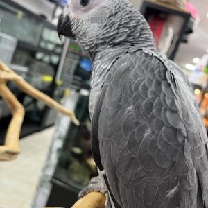 African Grey Kasko Super Jumbo Size Chick