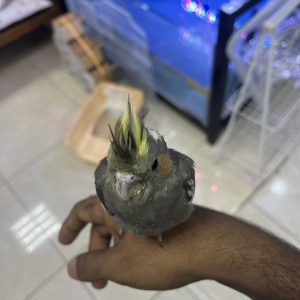 Handtamed baby cockatiel parrots Assorted