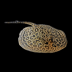 Motoro Stingray for Sale – Exotic Freshwater Stingray | Sahara Exotics Ajman UAE