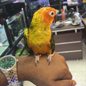 Baby Sun Conure – Hand-Fed & Tamed