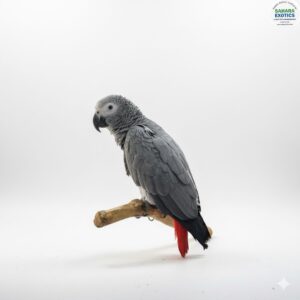 Premium Congo African Grey tamed  Parrot