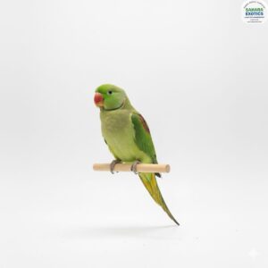 Alexandrine Parakeet - The Royal Companion